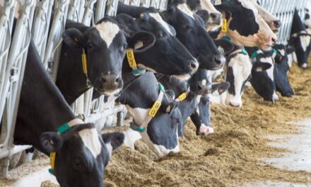Canada đặt mục tiêu bảo vệ ngành chăn nuôi gia súc khi dịch cúm gia cầm ở Mỹ lây lan