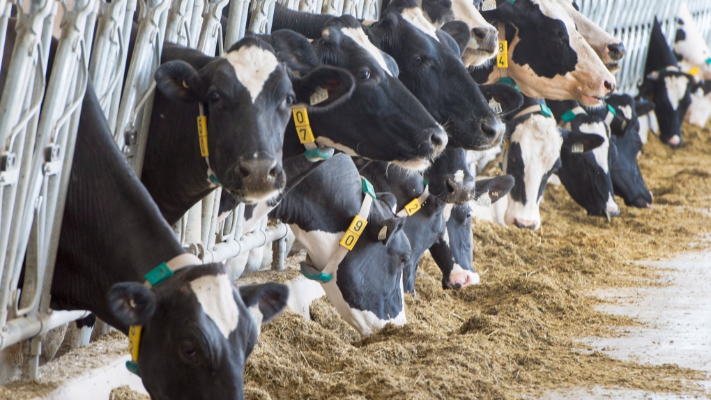 Canada đặt mục tiêu bảo vệ ngành chăn nuôi gia súc khi dịch cúm gia cầm ở Mỹ lây lan