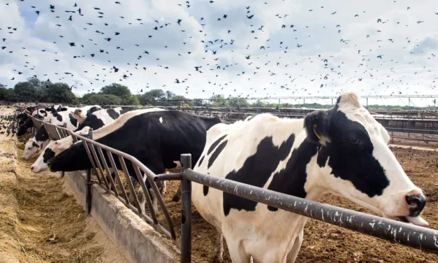 4,2 triệu con gà sẽ bị tiêu hủy sau khi dịch cúm gia cầm ở trang trại Iowa bùng phát